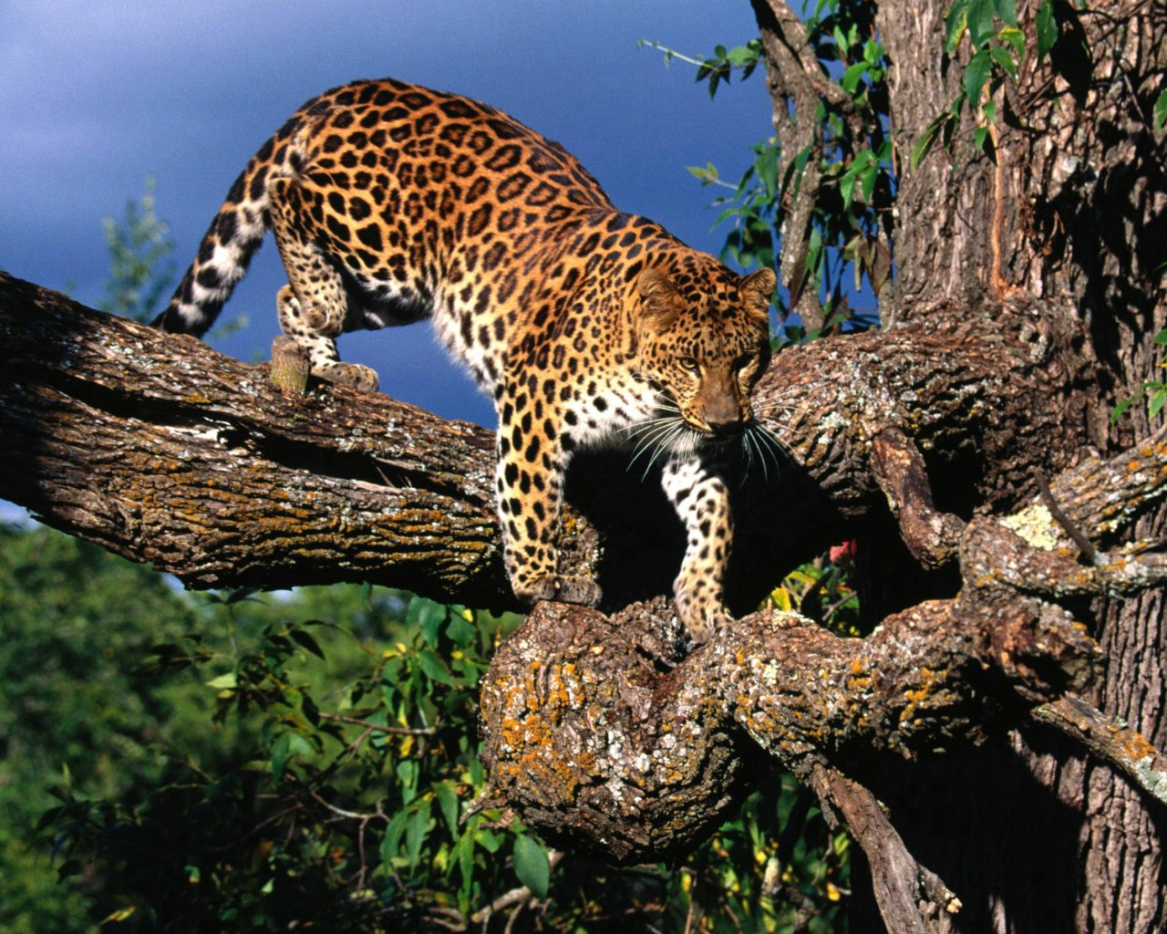 豹子-金钱豹高清晰野生动物桌面壁纸