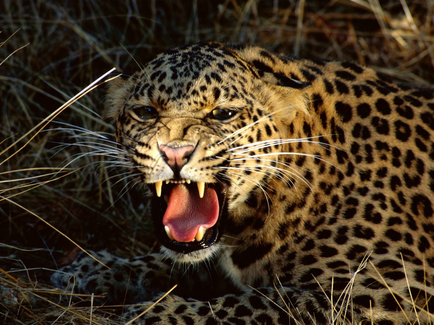 豹子，Panthera pardus，站着，侧视图，摄影棚拍摄照片摄影图片_ID:170453266-Veer图库