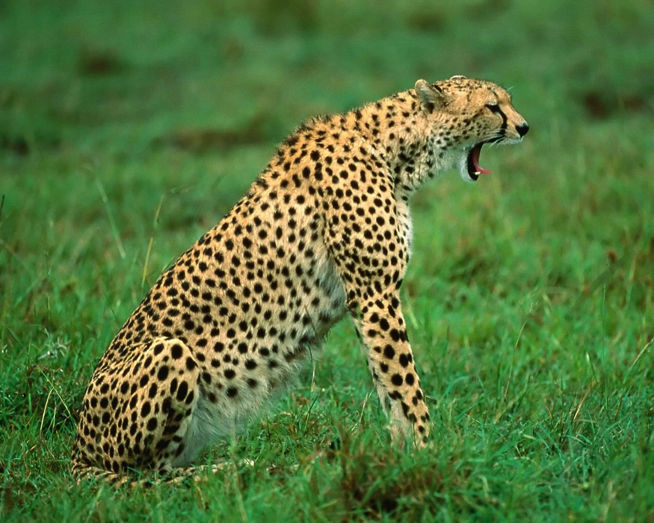 豹 动物 豹子凝视 - Pixabay上的免费图片 - Pixabay