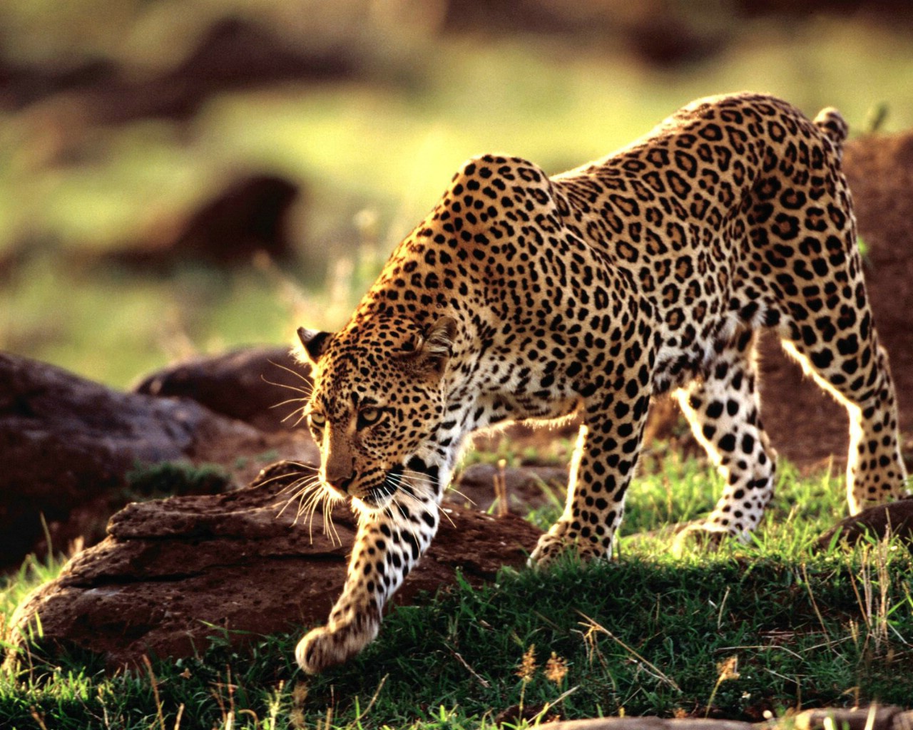 美丽的豹子Panthera Pardus 库存图片. 图片 包括有 充满活力, 颜色, 危险, 野生生物 - 26204649