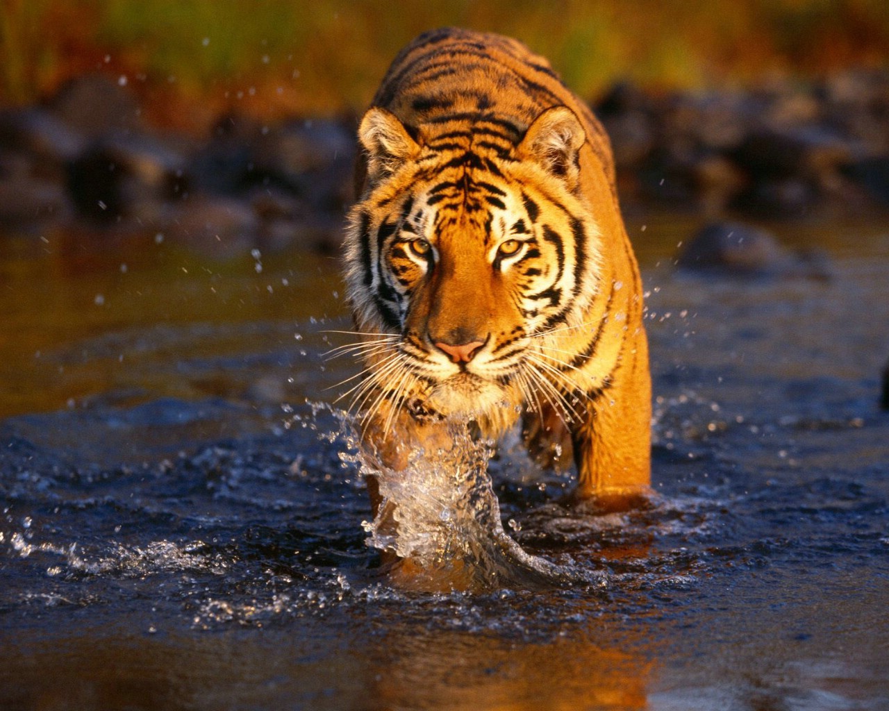 下载手机图片:老虎, 动物，免费48169。