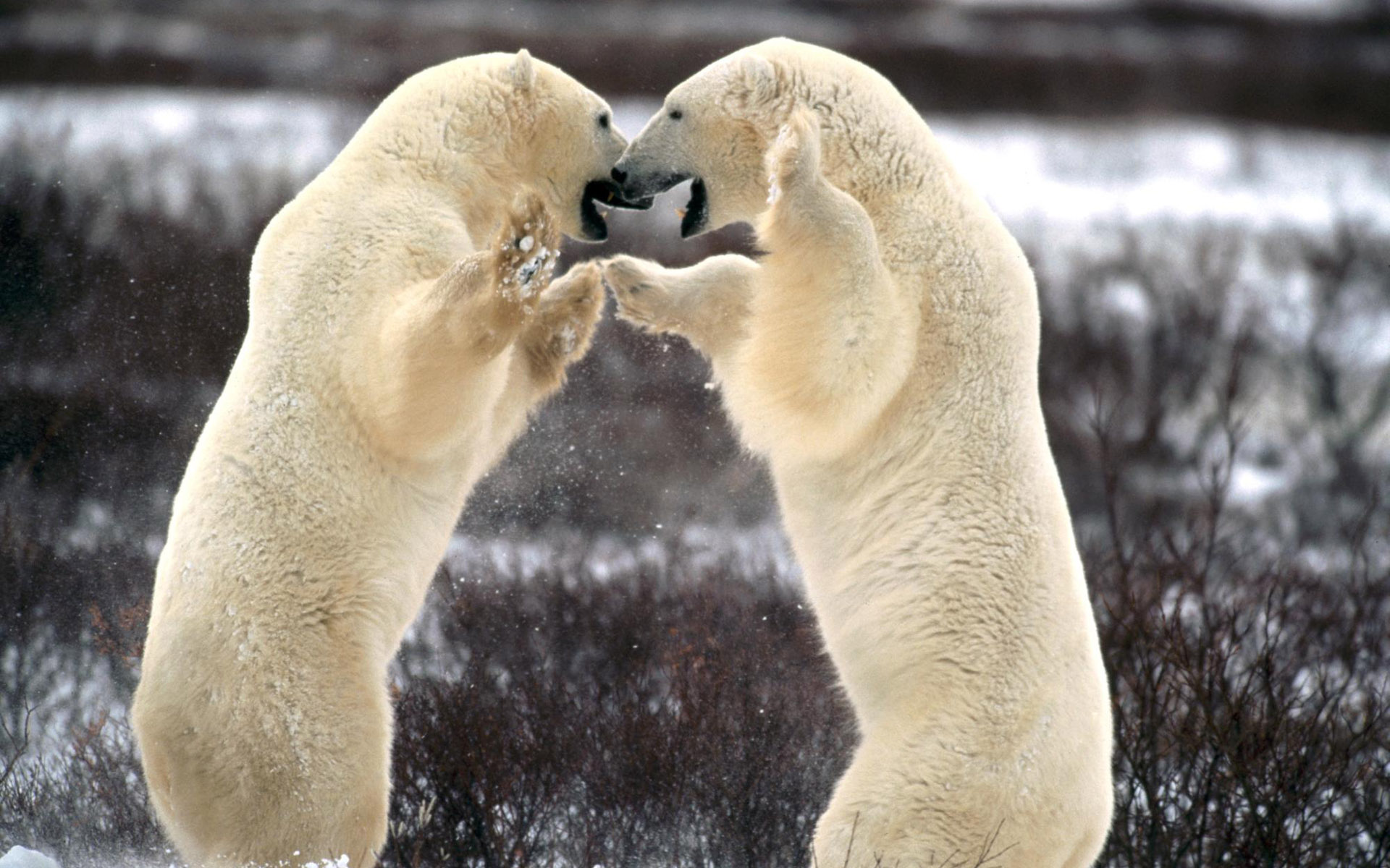 【宠爱宠拍】北极熊幼崽|摄影|宠物摄影|l784028626 - 原创作品 - 站酷 (ZCOOL)