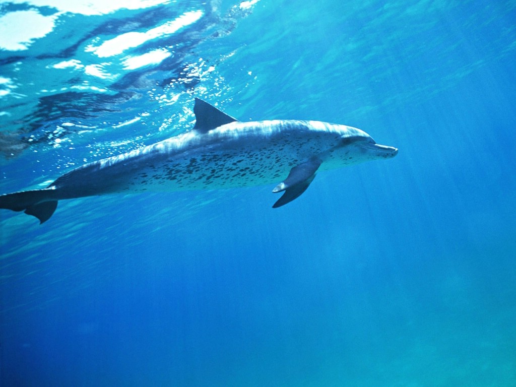 高清：Animals/Dolphins海豚摄影图片