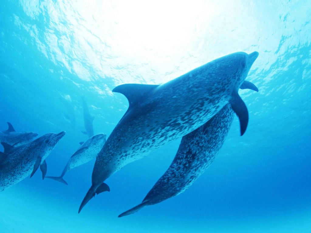 最美海豚|摄影|宠物摄影|双木林摄影 - 原创作品 - 站酷 (ZCOOL)