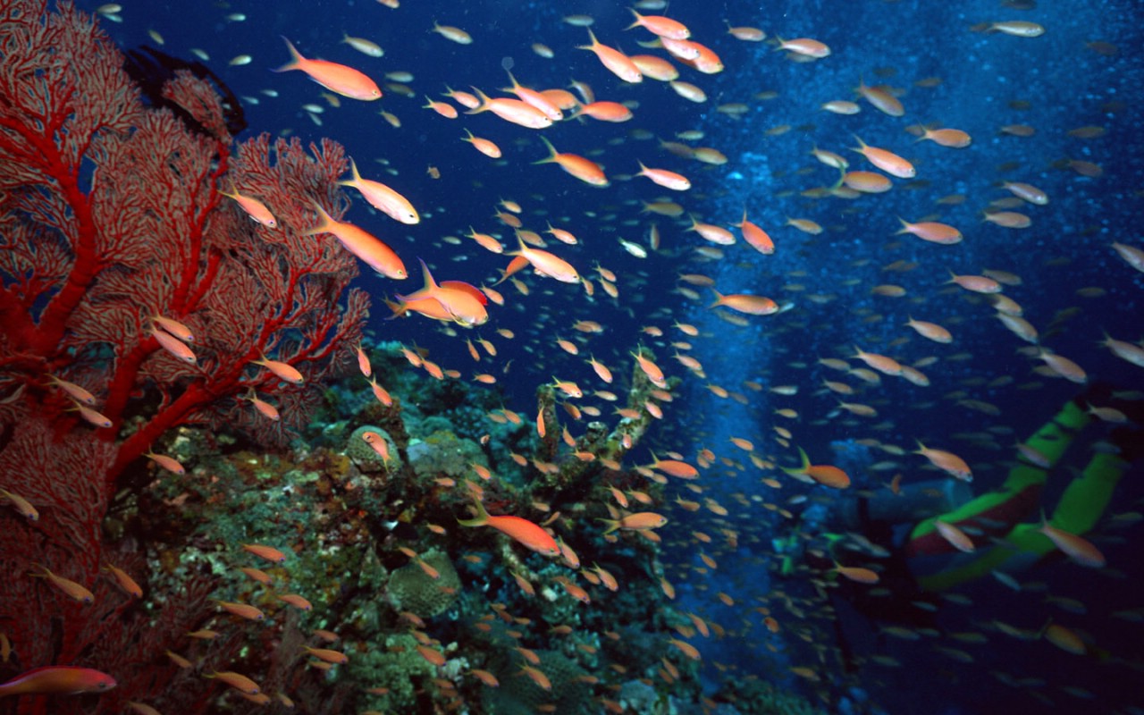 海洋鱼类高清图片-千叶网