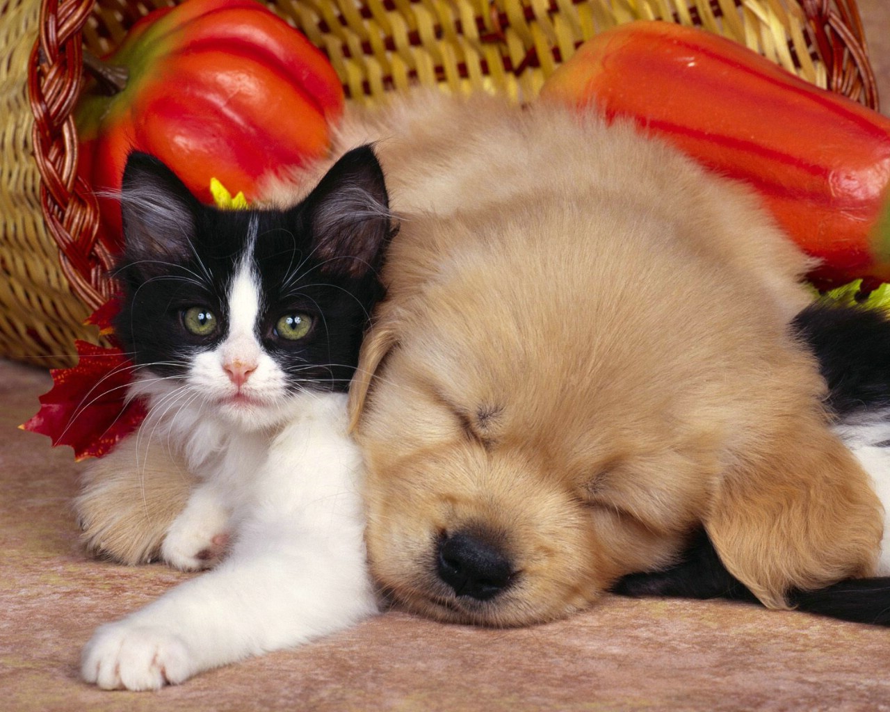 重庆渝北区哪里有卖猫的宠物店(要准确位置)