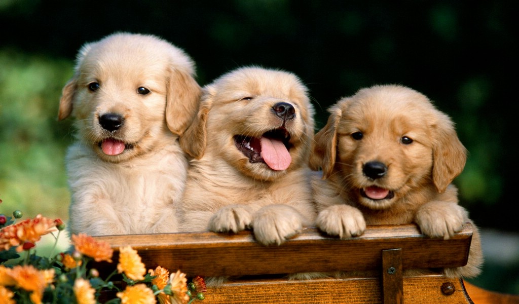 壁纸1024×6001920 小狗 写真