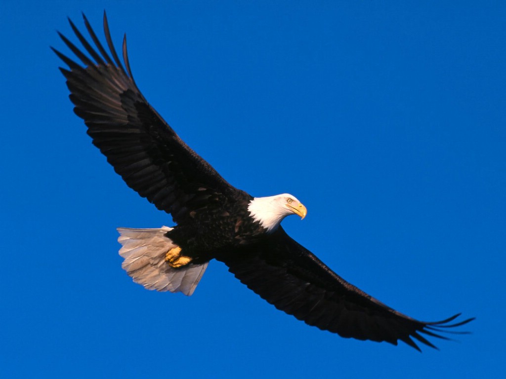 下载手机图片:动物, 鸟类, 老鹰，免费42981。