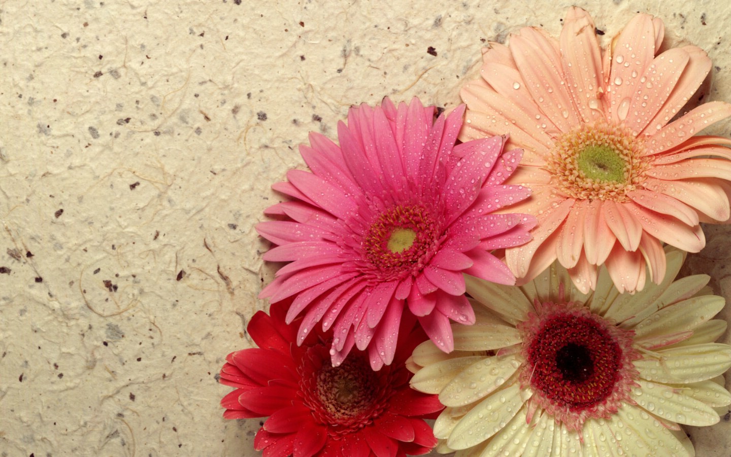 鲜花合集壁纸图片花卉壁纸花卉图片素材桌面壁