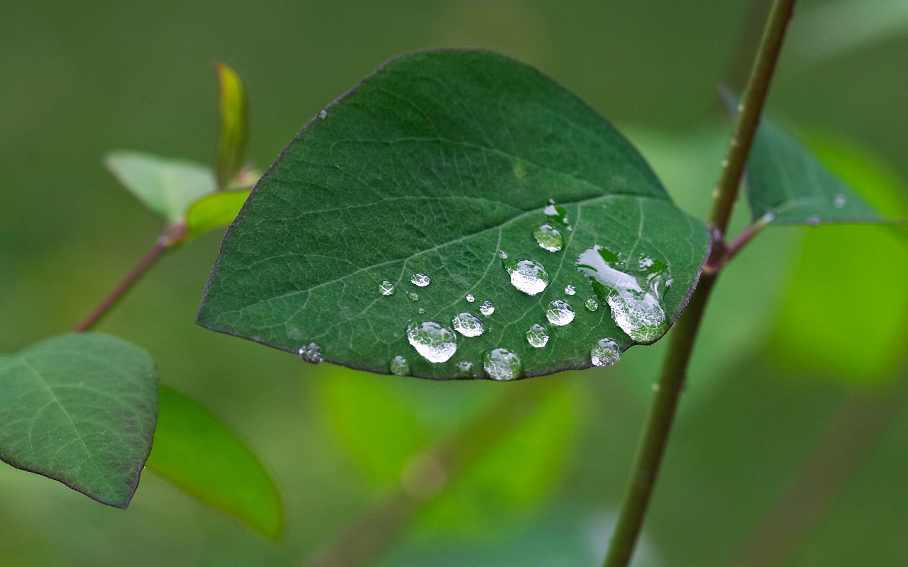 壁纸1280×800超大叶脉花草 1 8壁纸,植物绿叶