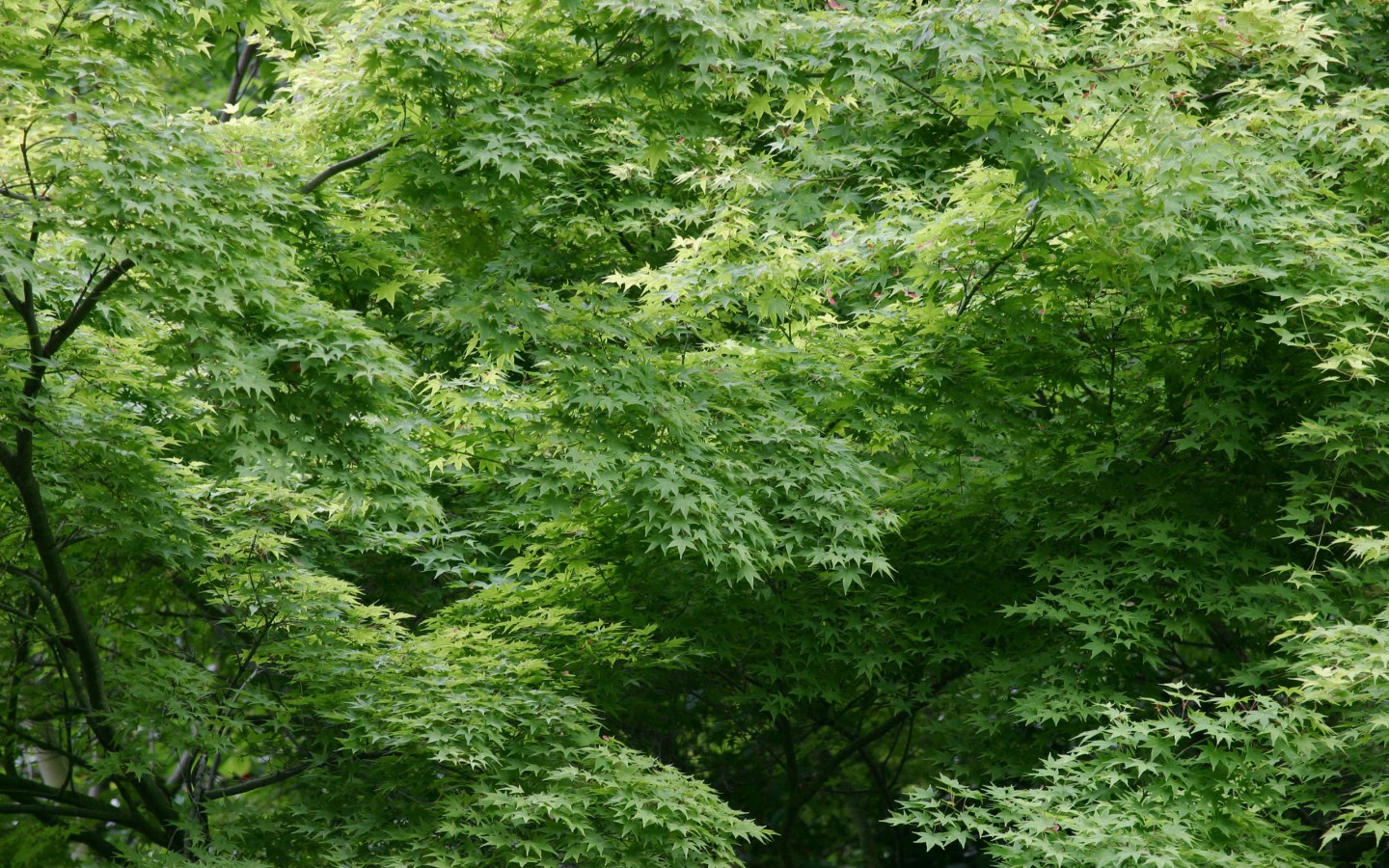 苹果x自带壁纸高清大全分享